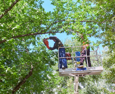 Tree lopper by Brisbane Treeworx