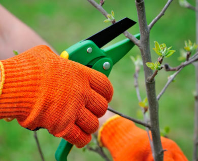 Pruning tree roots guide, Brisbane, QLD