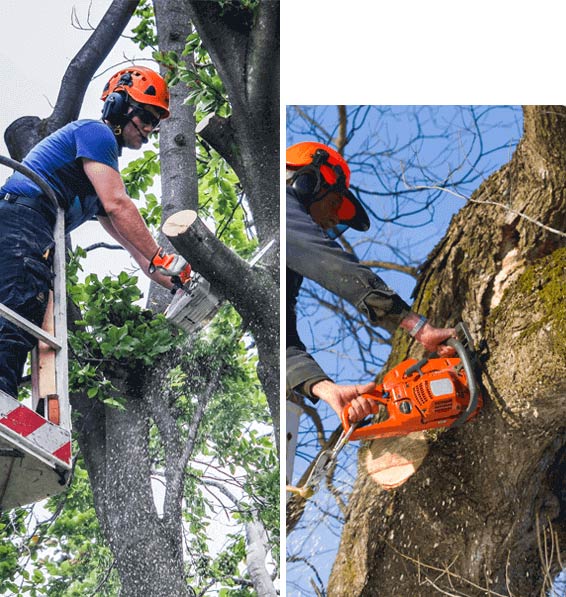 tree lopping