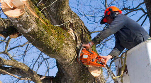 tree removal